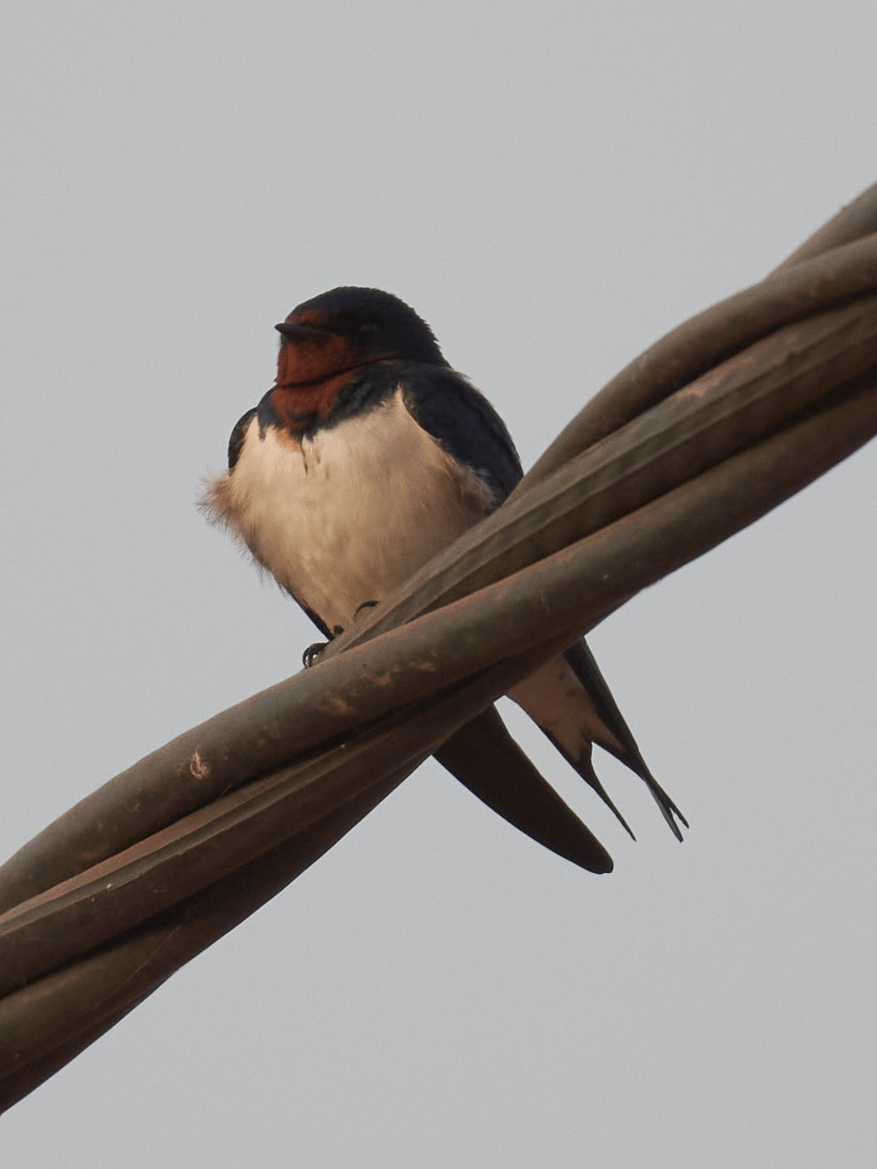 Red-chested Swallow (Hirundo lucida), photo 5