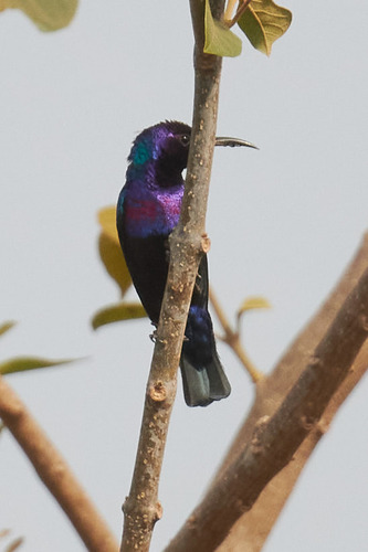 Splendid Sunbird (Cinnyris coccinigastrus), photo 6