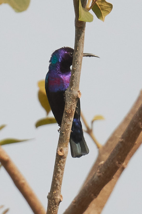 Splendid Sunbird (Cinnyris coccinigastrus), photo 4
