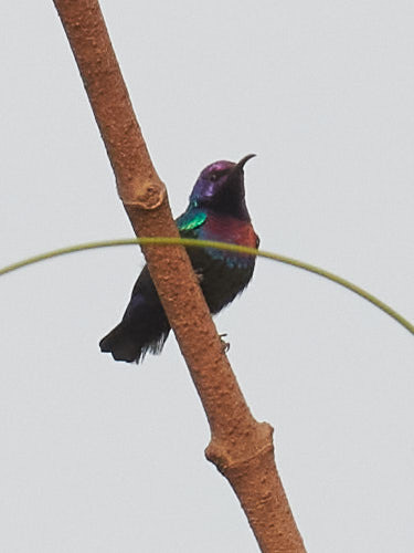 Splendid Sunbird (Cinnyris coccinigastrus), photo 8