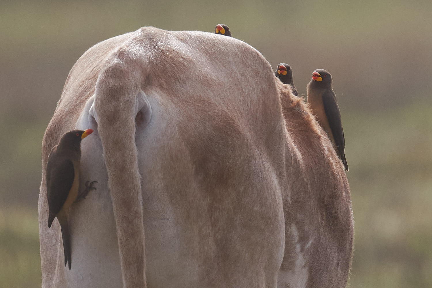 Yellow-billed Oxpecker illustration