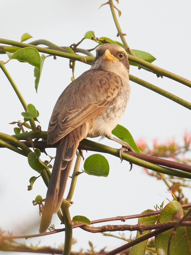 Yellow-billed Shrike (Corvinella corvina), photo 10