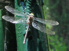 Caliaeschna microstigma