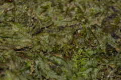 Geocalycaceae
