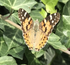 Vanessa cardui
