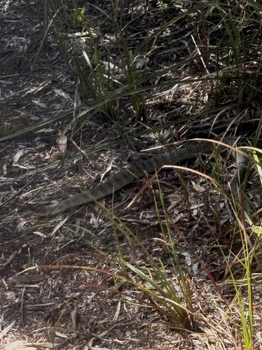 Tiger Snake sighting