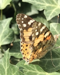 Vanessa cardui