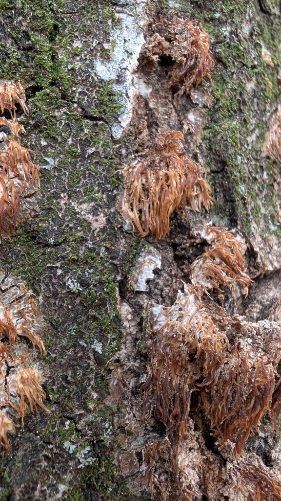 Radulomyces copelandii · February 2025 · photo: © atsushi_nakajima_cirque (iNaturalist, cc-by)