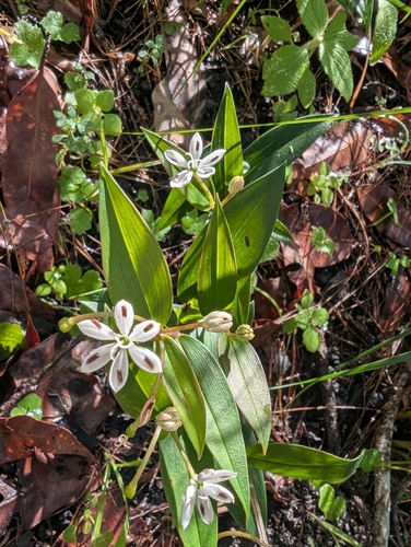 Schelhammera multiflora (Schelhammera multiflora)