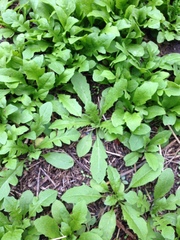 Capsella bursa-pastoris