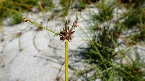 Image of Isolepis prolifera by (c) Paul Emms, some rights reserved (CC BY-SA)