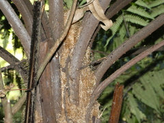Alsophila leichhardtiana