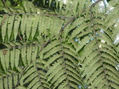Alsophila leichhardtiana