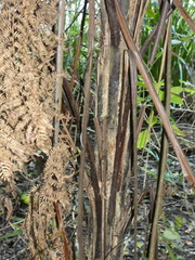 Alsophila leichhardtiana