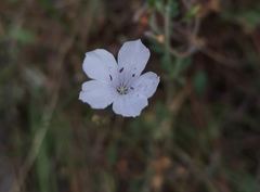 Linum tenuifolium