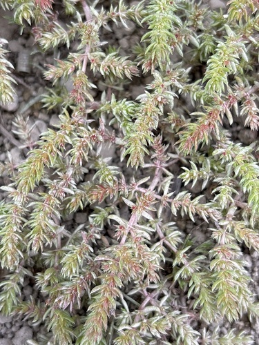 Crassula alata