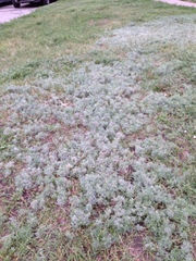 Artemisia austriaca