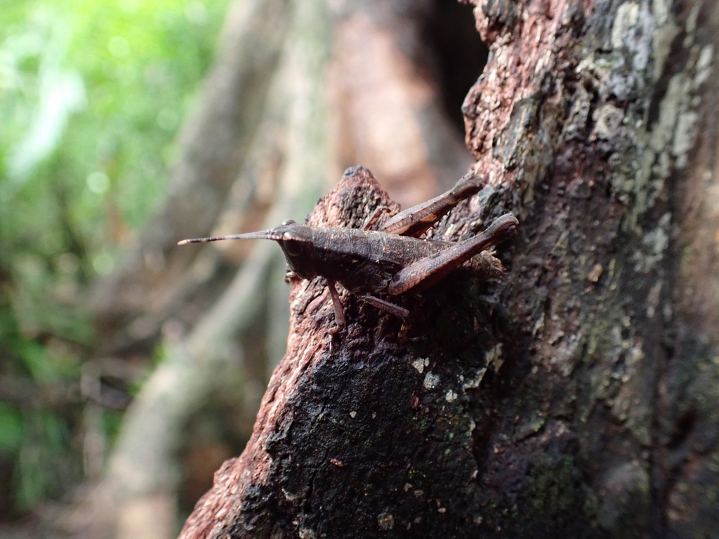 Mesambria maculipes
