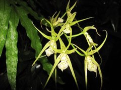 Brassia verrucosa
