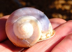 Trigonephrus