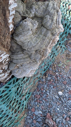 Ganoderma applanatum