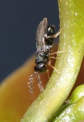 Eurytominae
