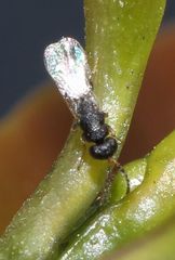 Eurytominae