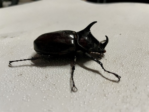Centaurus Beetle