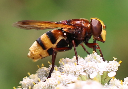 Hornet Mimic Hover Fly, photo 3 of 8