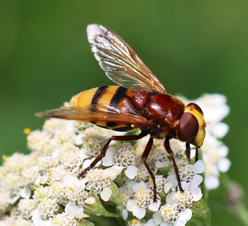Hornet Mimic Hover Fly, photo 6 of 8