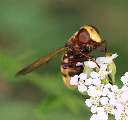 Hornet Mimic Hover Fly, photo 7 of 8