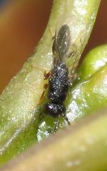 Eurytominae