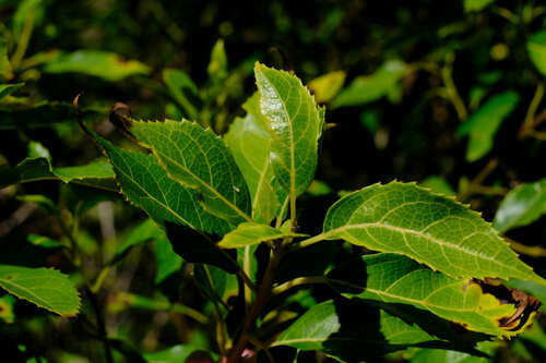 Image of Hedycarya angustifolia by (c) Peter Crowcroft, some rights reserved (CC BY)