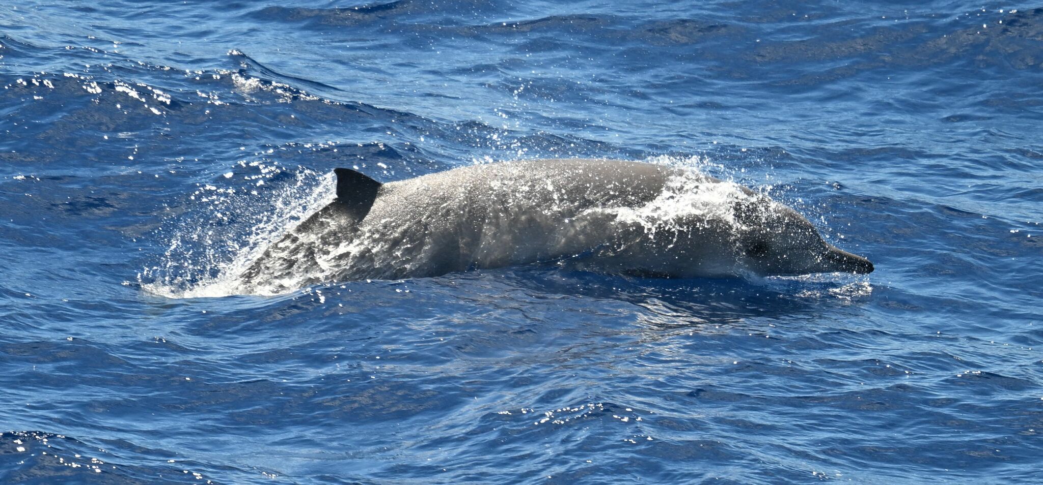 Mesoplodon grayi
