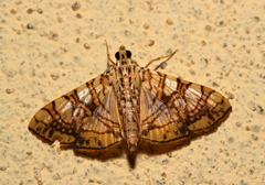 Glyphodes caesalis