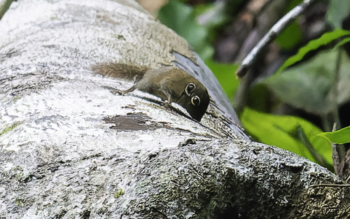 African Pygmy Squirrel