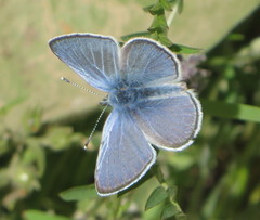 Glaucopsyche lygdamus