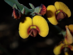 Bossiaea scolopendria