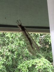 Dendroleon obsoletus