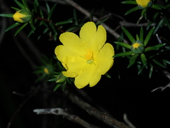 Hibbertia cistiflora
