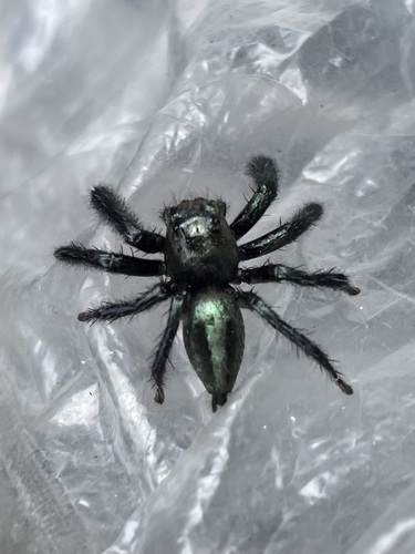 Hyllus grandis