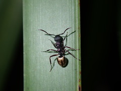 Dolichoderus inferus