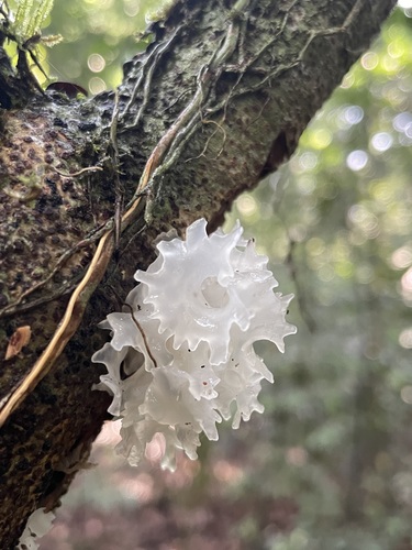 snow fungus