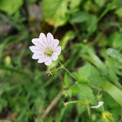 Geranium versicolor