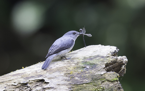 Cassin's Flycatcher