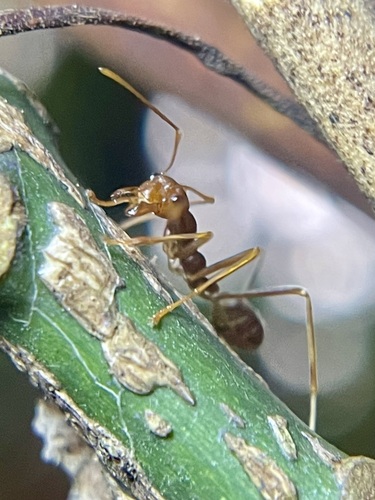 African Weaver Ant