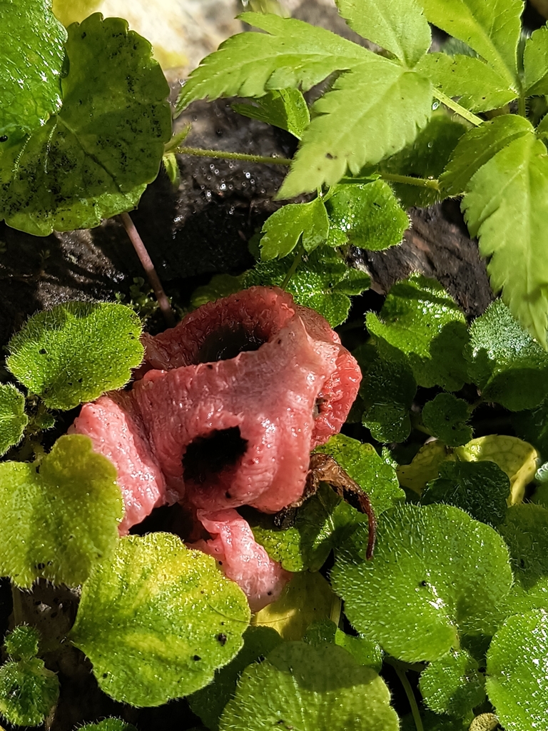 Clathrus columnatus · February 2025 · photo: © pablo_jusim (iNaturalist, cc-by)