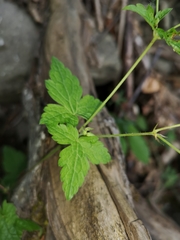 Geranium versicolor