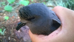 Hydrobates leucorhous