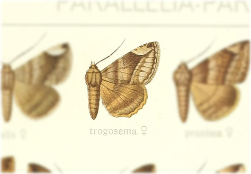 Dysgonia trogosema